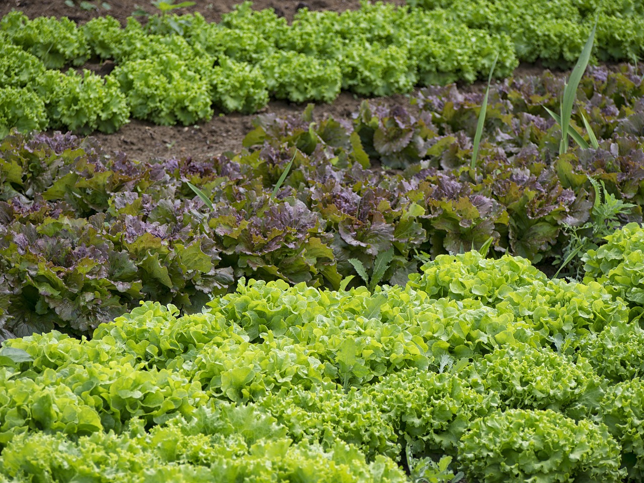 家庭菜園をしたい！庭がなくてもできる野菜の作り方を２つ紹介！